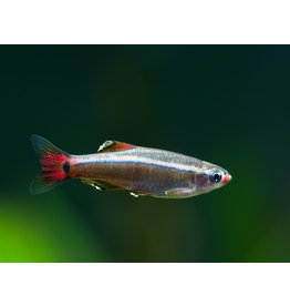 Kardinalfisch - Tanichthys albonubes
