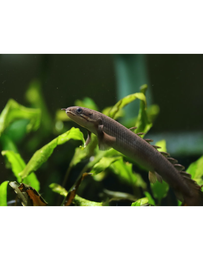 Senegal Flösselhecht - Polypterus senegalus