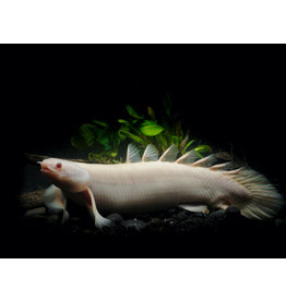 Senegal Flösselhecht - Polypterus senegalus "albino"