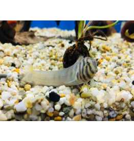 Zebra Schleimfisch