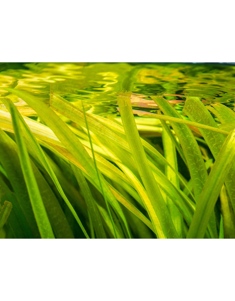 Riesen Vallisnerie - Vallisneria gigantea