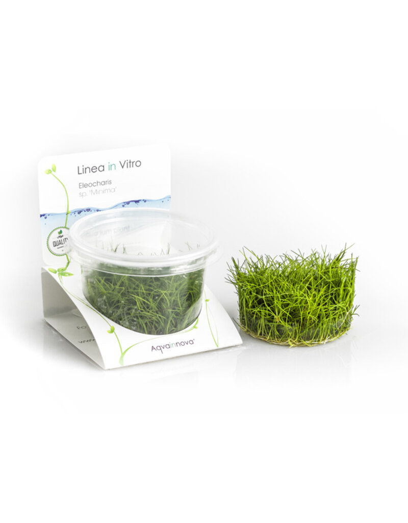 Eleocharis sp. "minima"