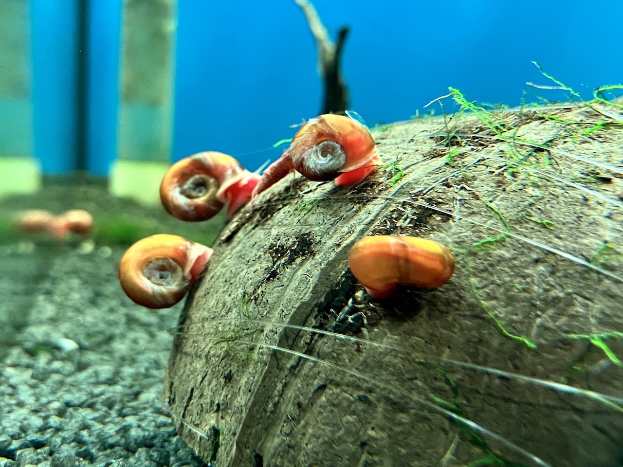 Posthornschnecke Planorbarius corneus "Rot" kaufen im Aqua
