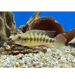 Prachtbuntbarsch - Pelvicachromis humilis sp. boffa