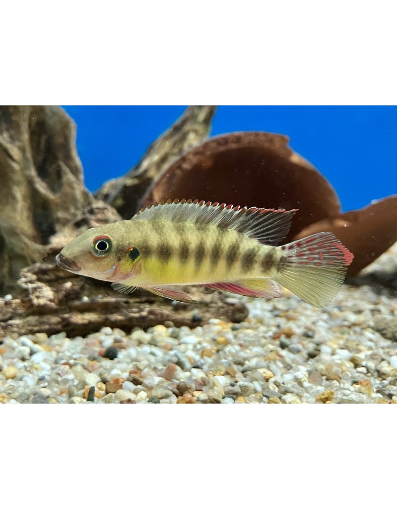 Prachtbuntbarsch - Pelvicachromis humilis sp. boffa