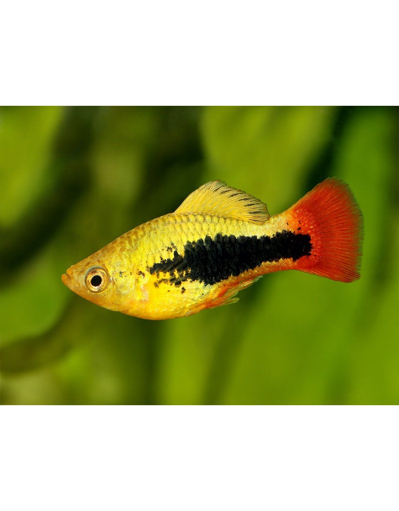 Platy - Xiphophorus maculatus "Variatus Hawaii"