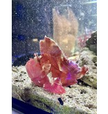Schaukelfisch „rot/pink“ - Taenianotus triacanthus  WYSIWYG