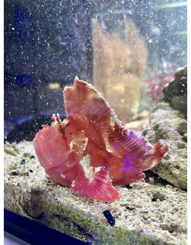 Schaukelfisch „rot/pink“ - Taenianotus triacanthus  WYSIWYG