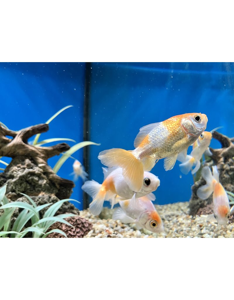 Goldfisch - Carassius auratus "Jikin"