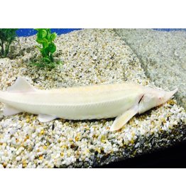 Sterlet - Acipenser ruthenus  “Albino“