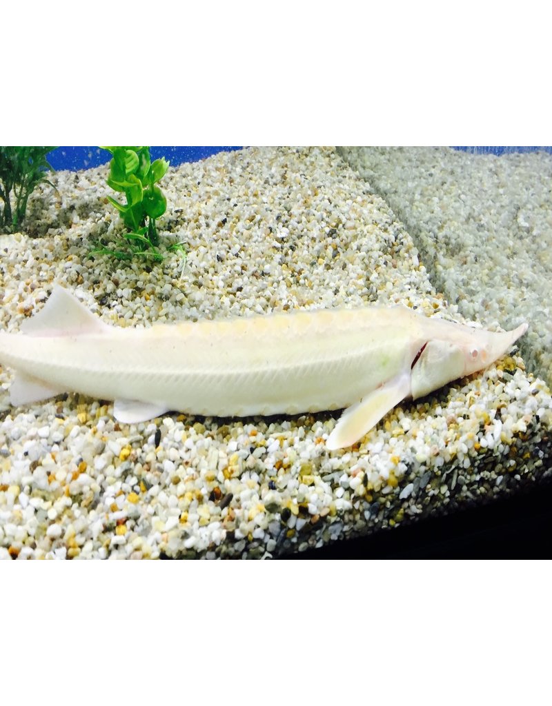 Sterlet - Acipenser ruthenus  “Albino“ 35-40cm