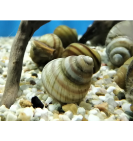 Sumpfdeckelschnecke - Viviparus viviparus