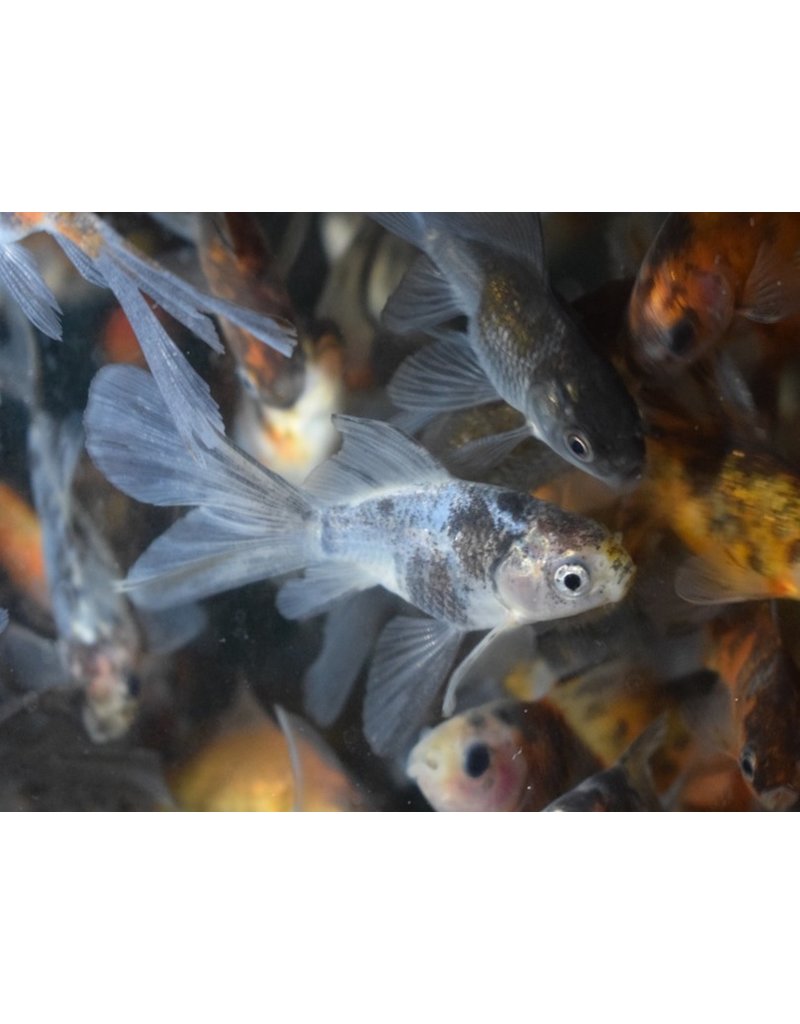 Goldfisch "Bristol Shubunkin" - Carassius auratus
