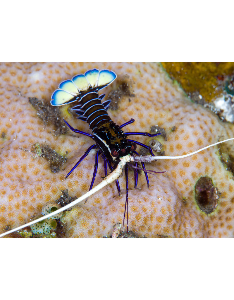 Blaue Schmucklanguste - Panulirus versicolor