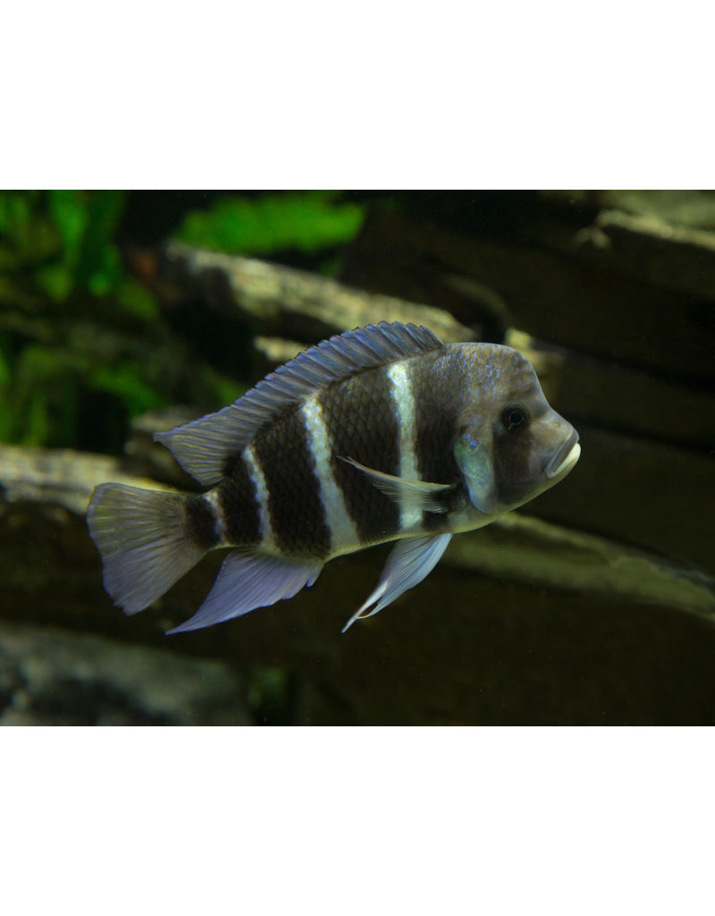 Tanganjika Beulenkopf - Cyphotilapia frontosa