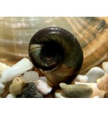 Posthornschnecke - Planorbarius corneus