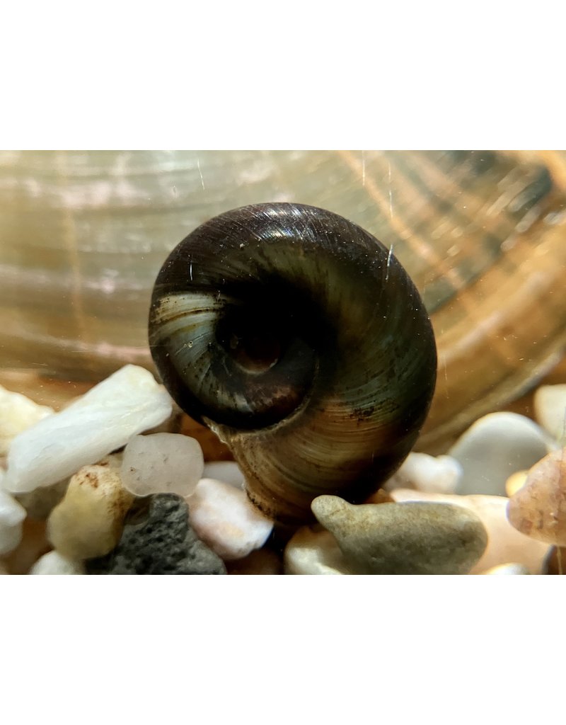 Posthornschnecke - Planorbarius corneus