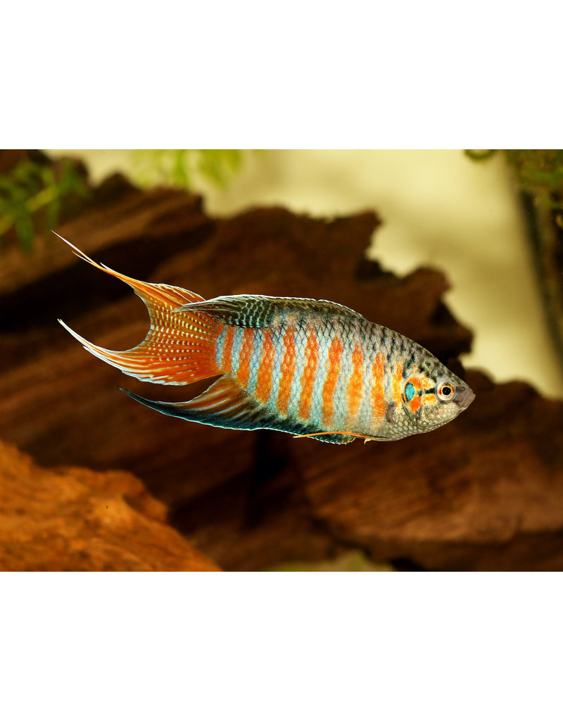 Makropode - Macropodus opercularis