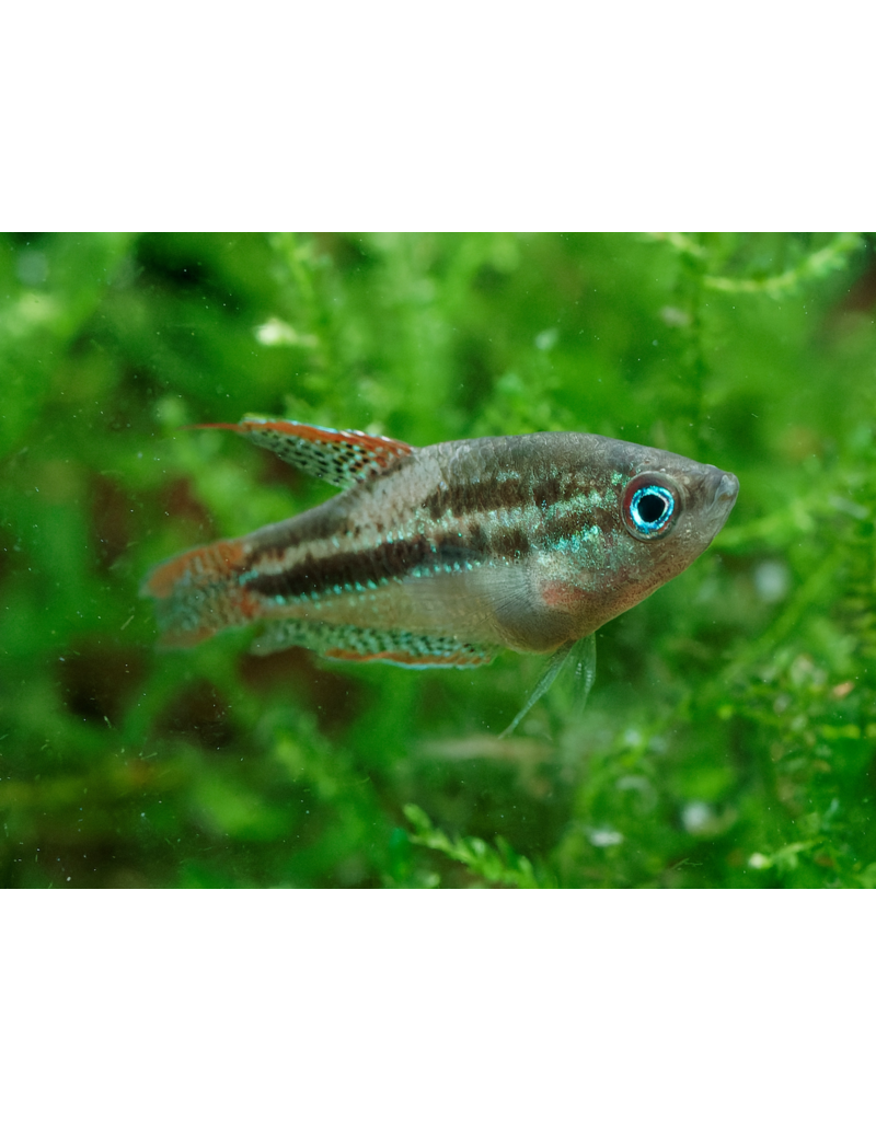 Knurrender Zwerggurami  - Trichopsis pumila