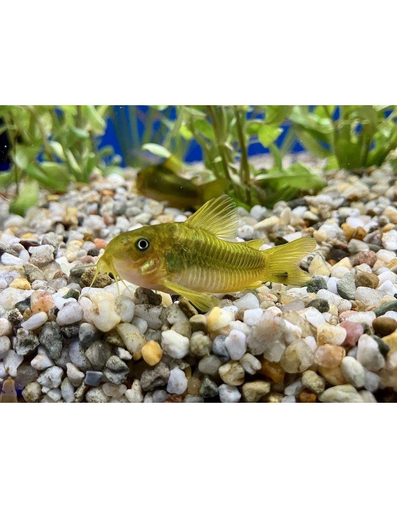 Metallpanzerwels "Peru Green Stripe" - Corydoras aeneus