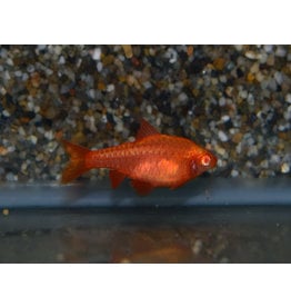 Bitterlingsbarbe - Puntius titteya "albino super red"