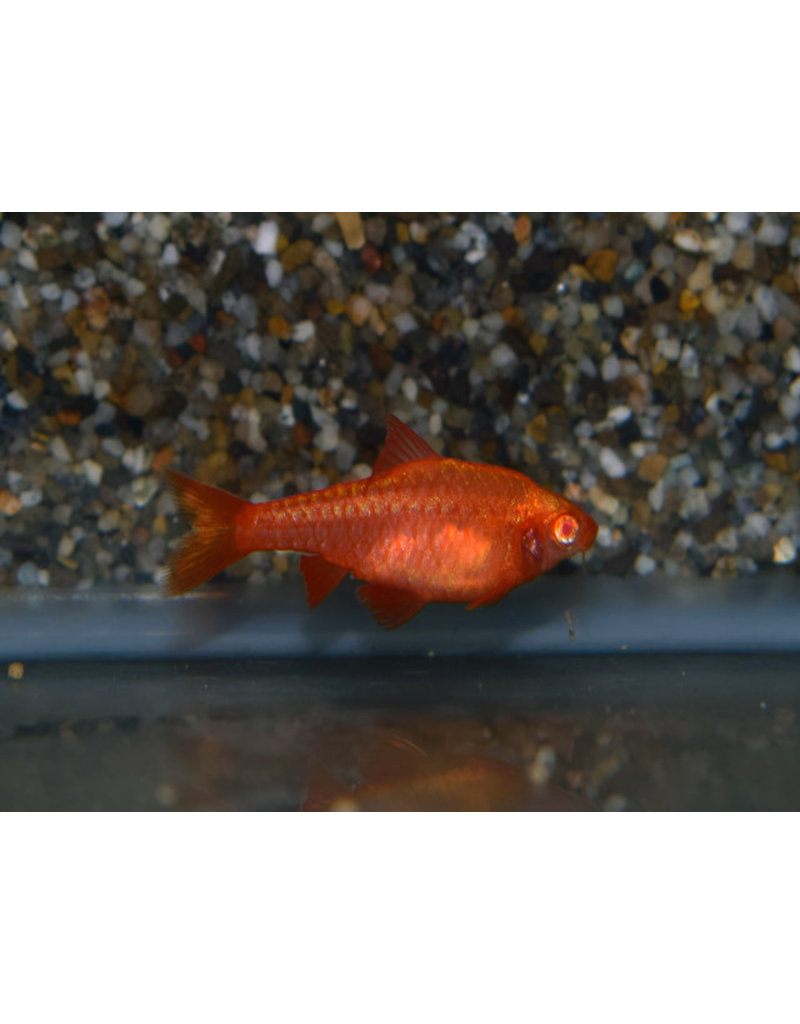 Bitterlingsbarbe - Puntius titteya "albino super red"