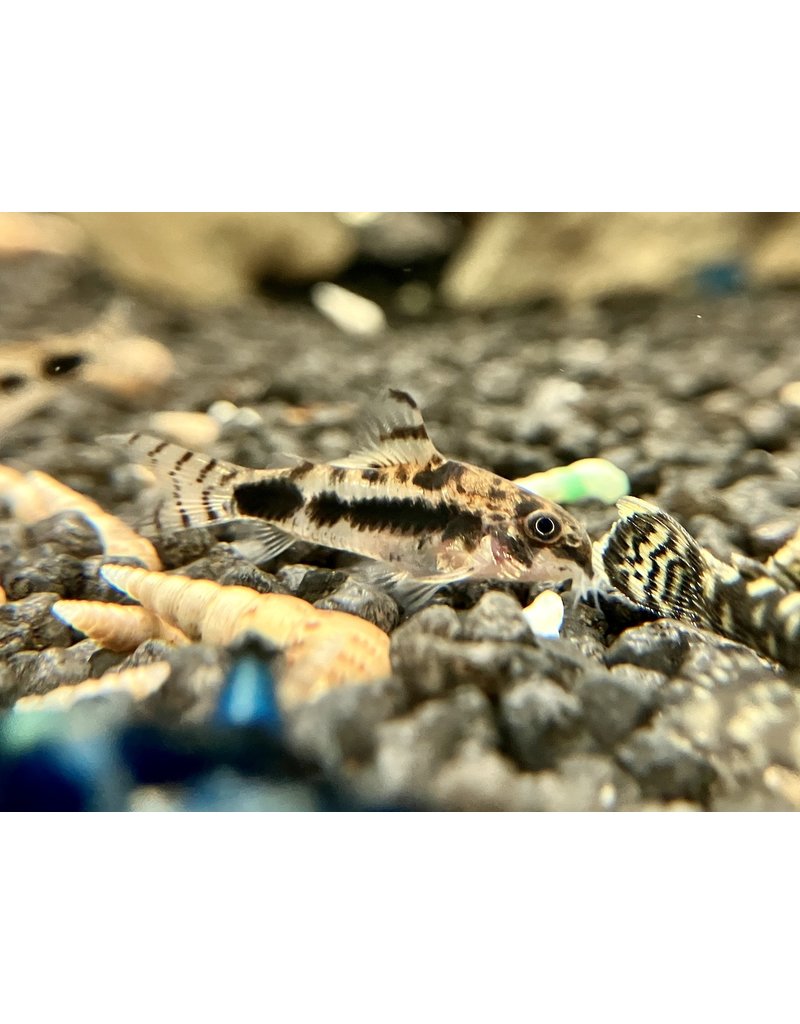 Marmorierter Zwergpanzerwels - Corydoras habrosus