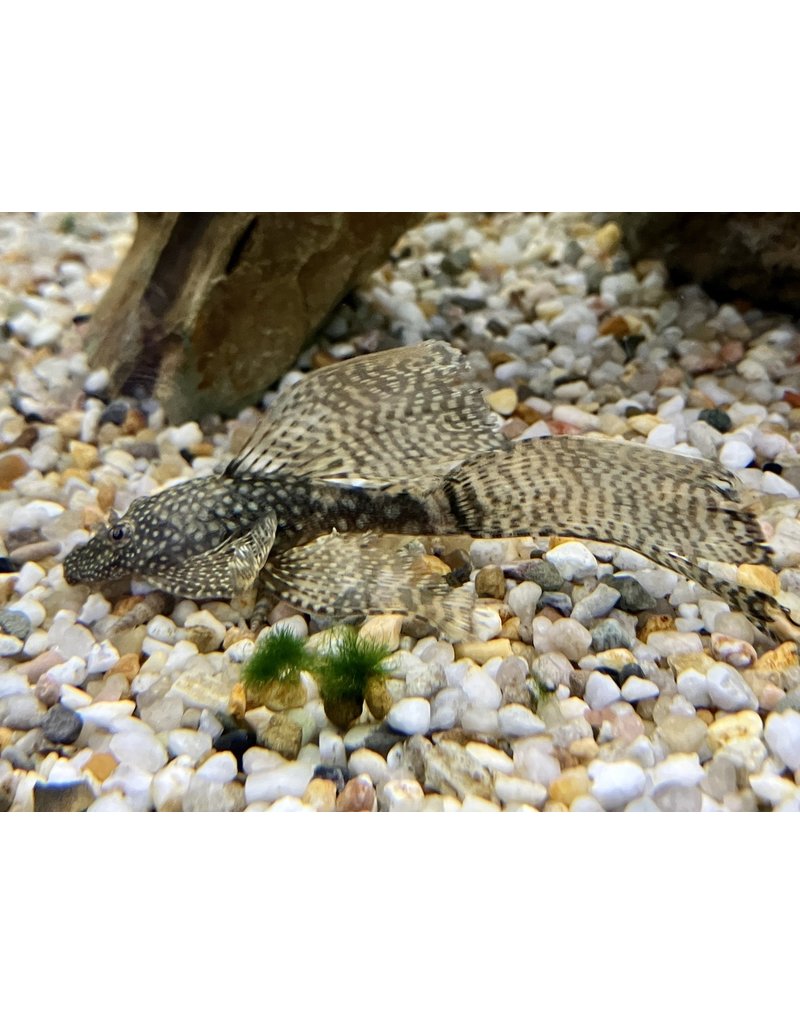 Antennenwels - Ancistrus sp.  "Schleier"