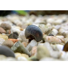 Posthornschnecke - Planorbarius corneus "Blau"