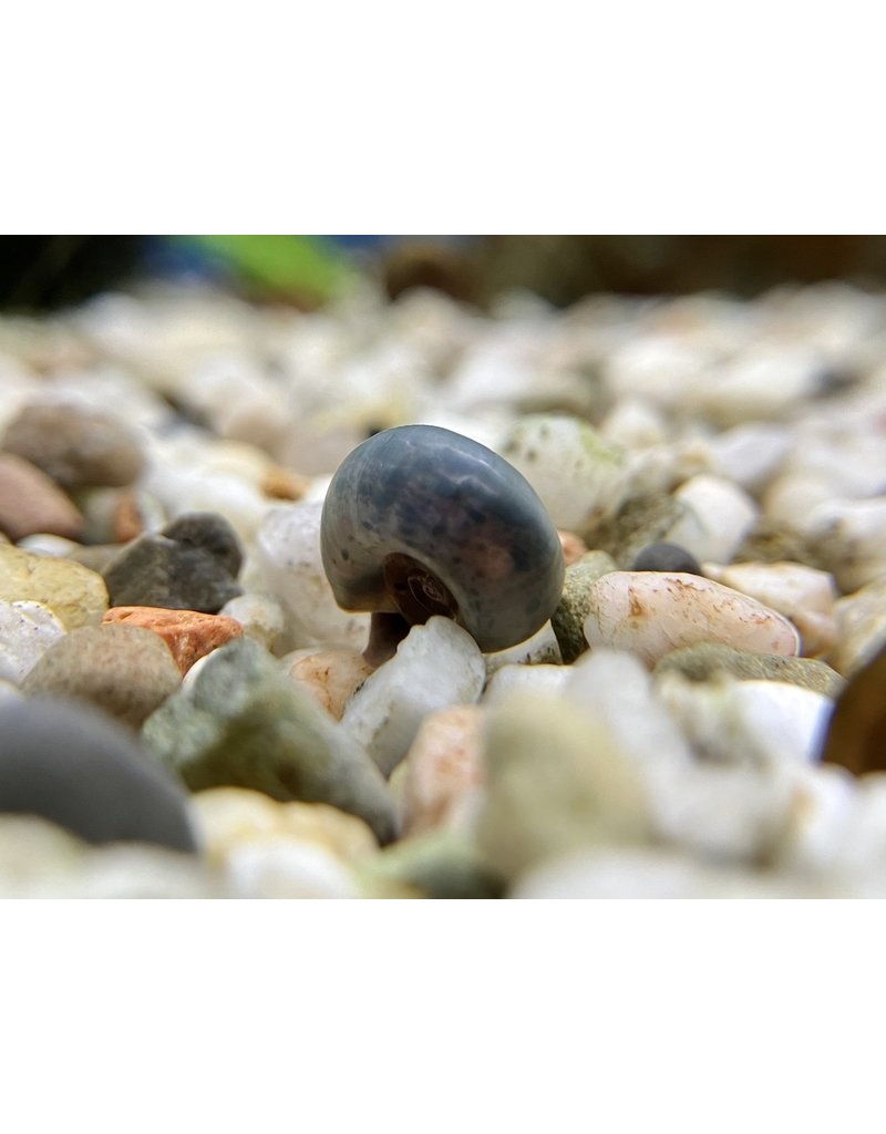 Posthornschnecke - Planorbarius corneus "Blau"