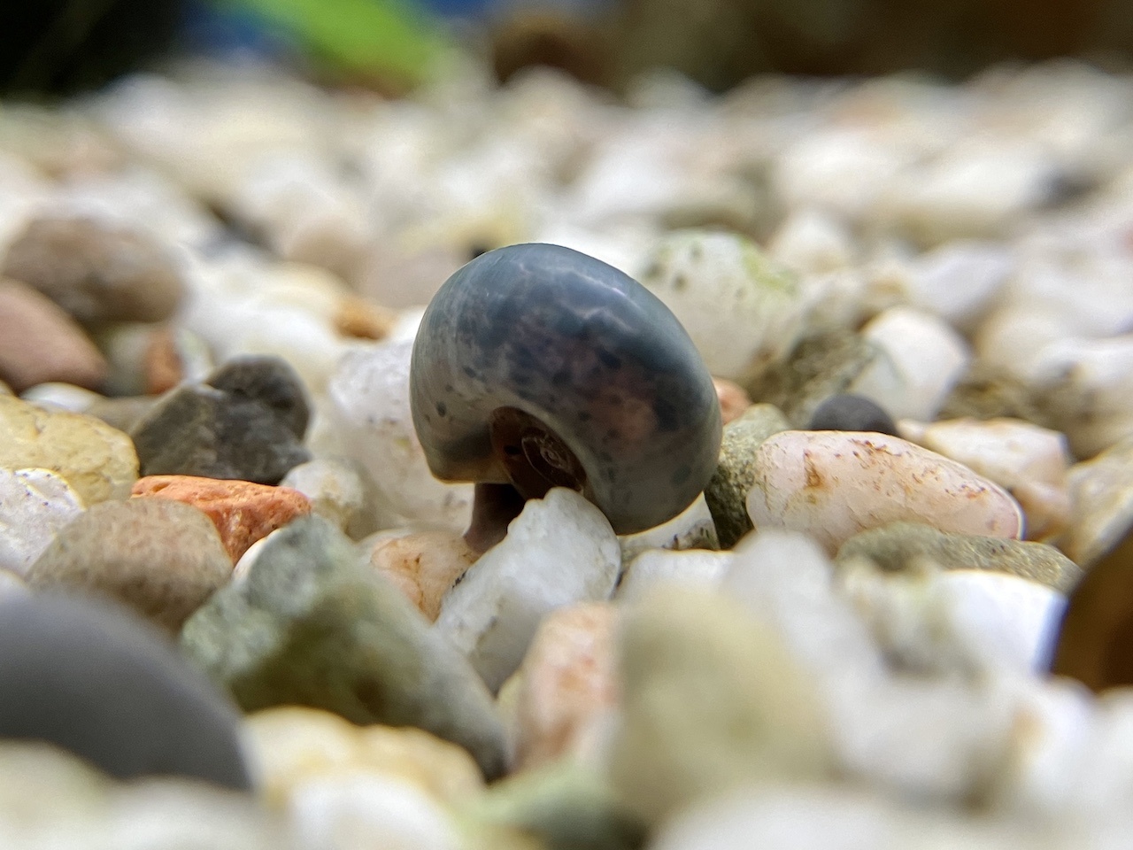 Posthornschnecke Planorbarius corneus "Blau" kaufen im Aqua