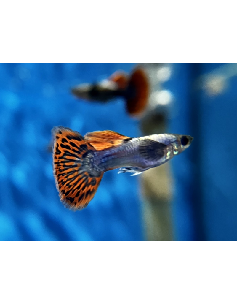 Guppy Männchen - Poecilia reticulata "Dumbo ear"