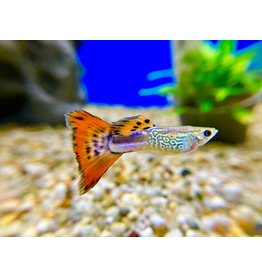 Guppy "Schlangenhaut Cobra rot" Männchen/Weibchen