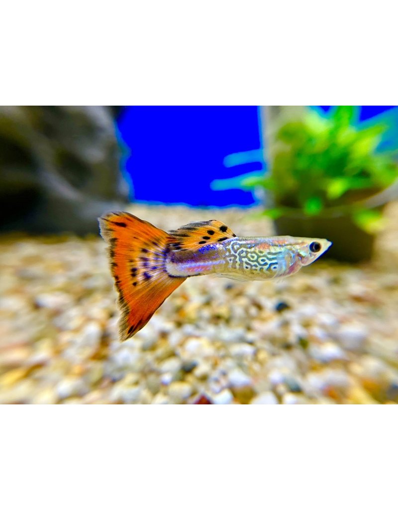 Guppy Männchen "Schlangenhaut rot"