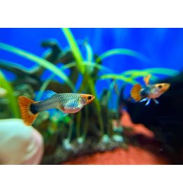 Guppy "Koi Tuxedo" - Poecilia reticulata