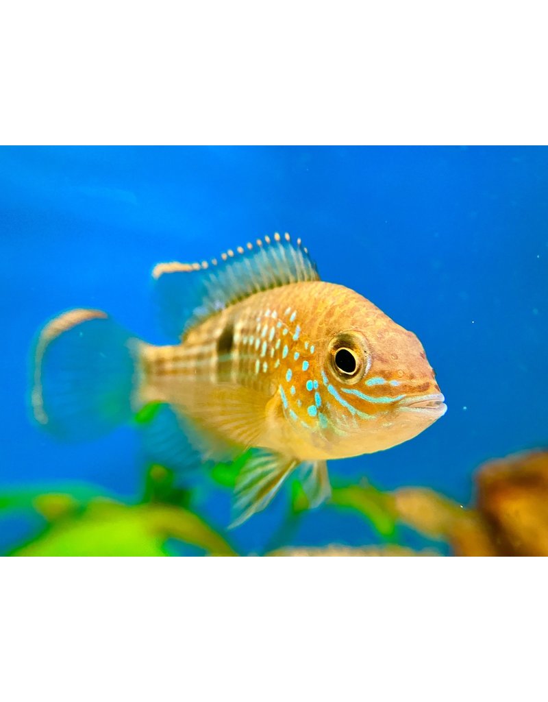 Goldsaumbuntbarsch - Aequidens rivulatus