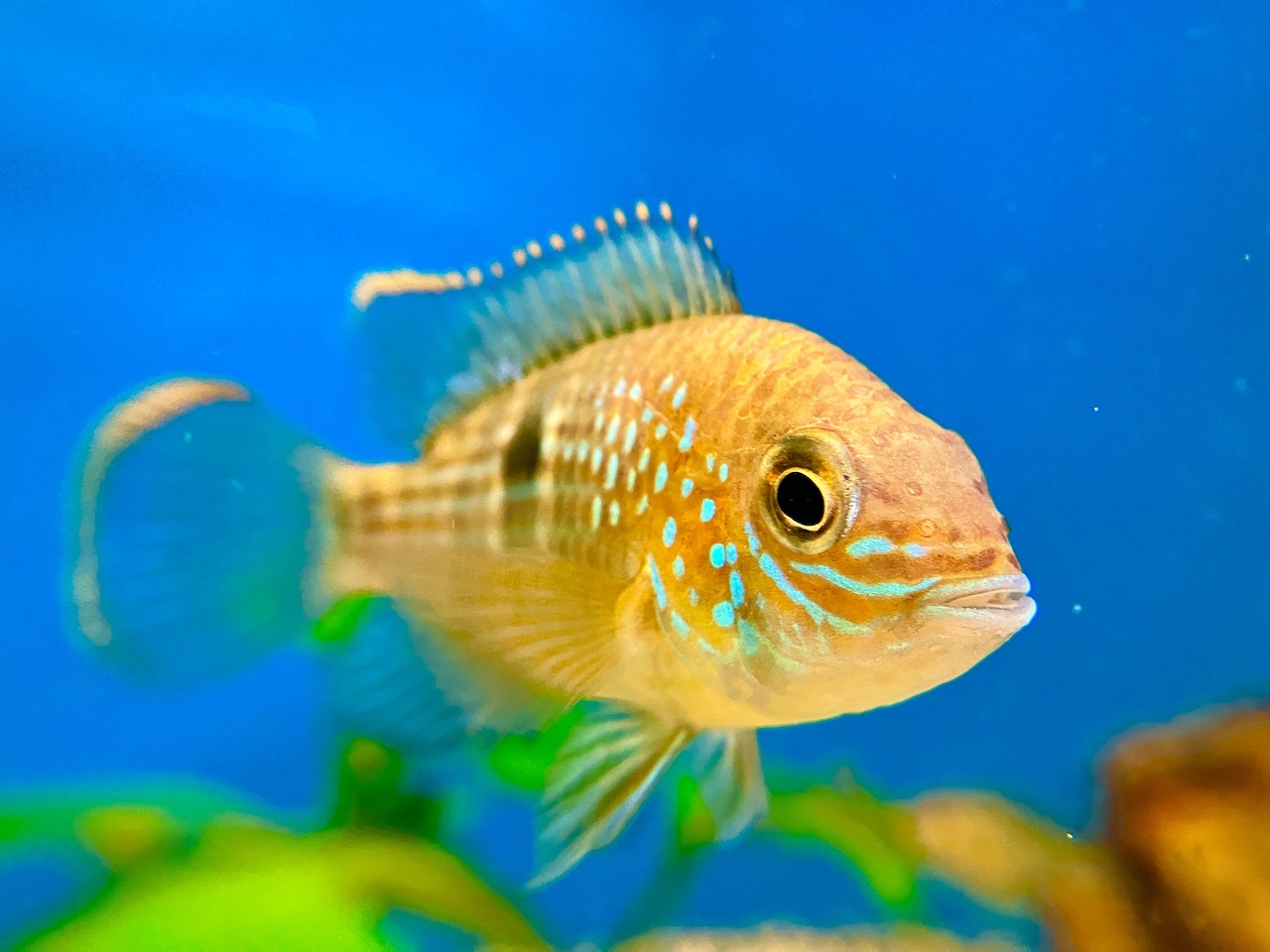 Goldsaumbuntbarsch Aquiden rivulatus kaufen im Aqua Online Shop