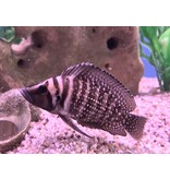 Perlhuhn Nanderbarsch "Black Pearl" - Altolamprologus calvus