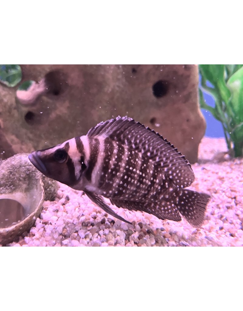 Perlhuhn Nanderbarsch "Black Pearl" - Altolamprologus calvus