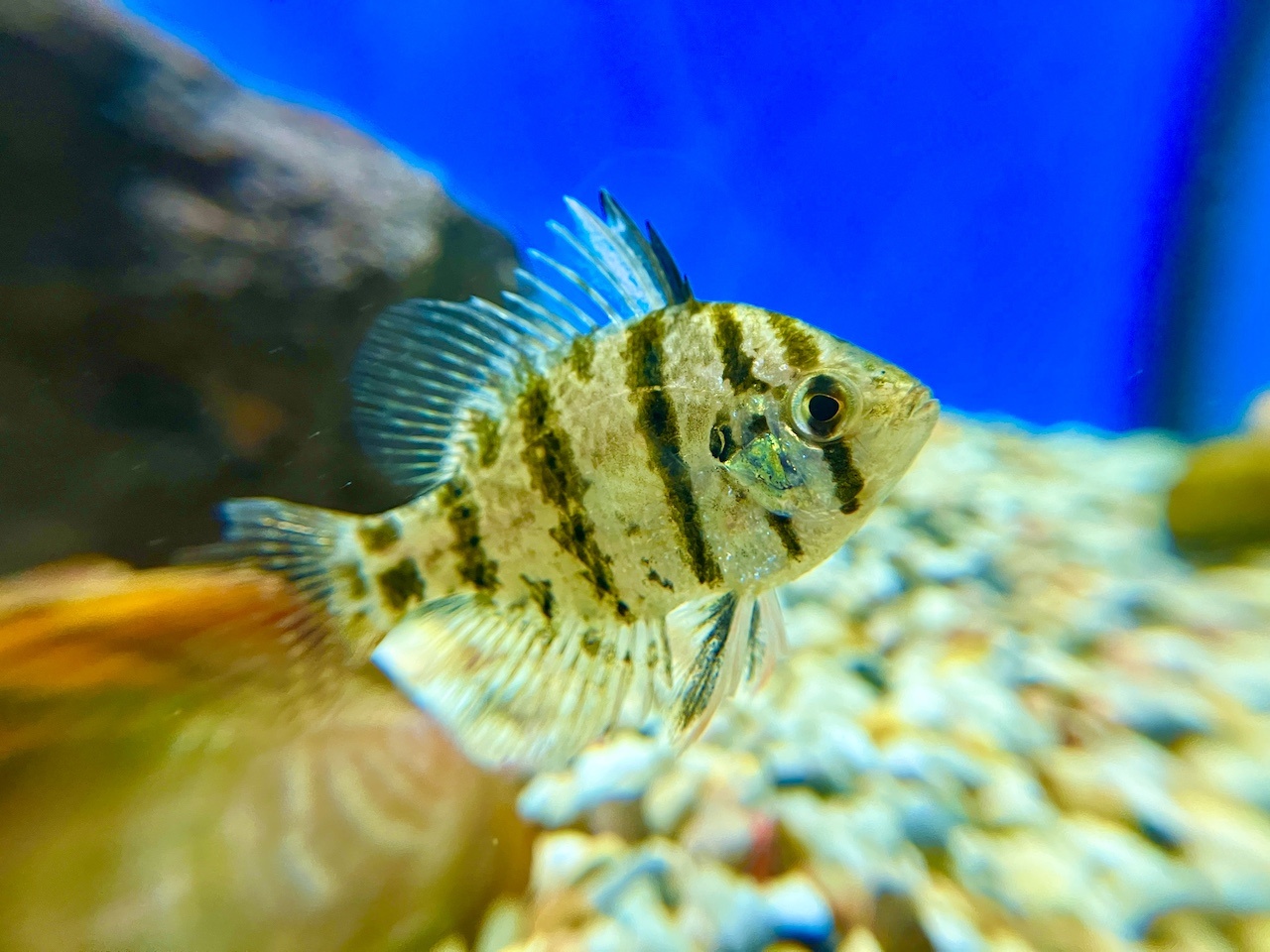 Scheibenbarsch Enneacanthus chaetodon kaufen im Aqua Online Shop