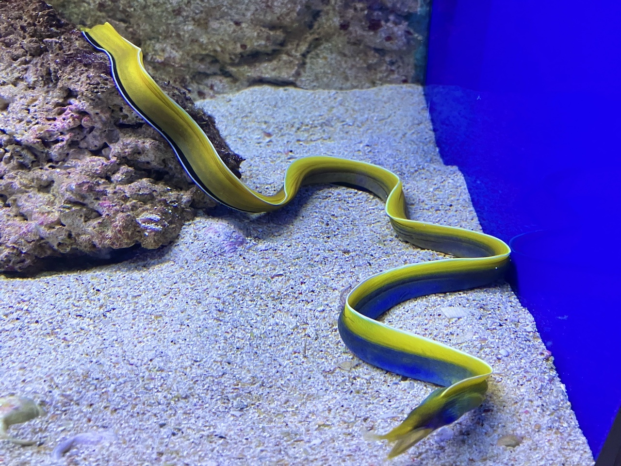 Nasenmuräne Rhinomuraena quaesita kaufen im Aqua Online Shop