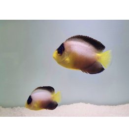 Vielfarben Zwergkaiserfisch - Centropyge multicolor "PAAR"