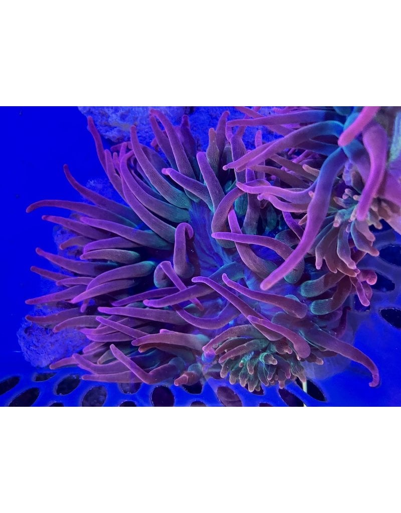Kupferanemone "Sunburst" - Entacmaea quadricolor