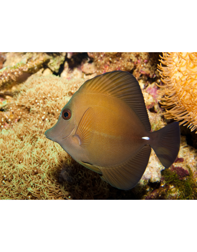 Weißdorn Segelflossendoktor- Zebrasoma scopas