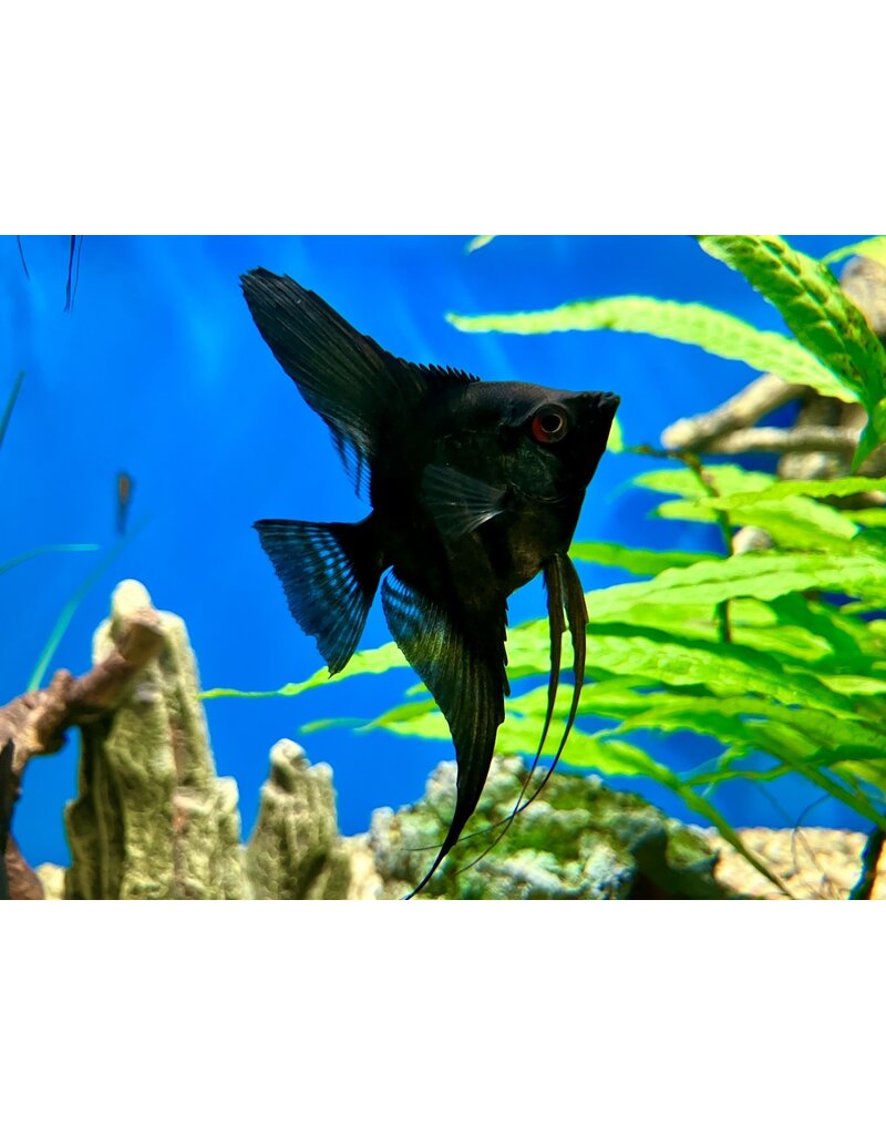 Skalar - Pterophyllum scalare "Pinoy Black"