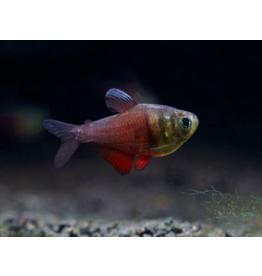 Roter von Rio - Hyphessobrycon flammeus