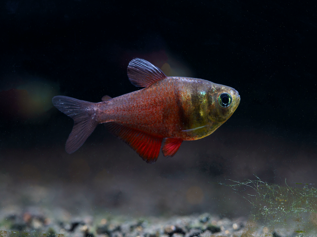 Roter von Rio Hyphessobrycon flammeus kaufen im Aqua Online Shop