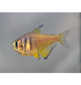 Roter von Rio - Hyphessobrycon flammeus "Gelb"