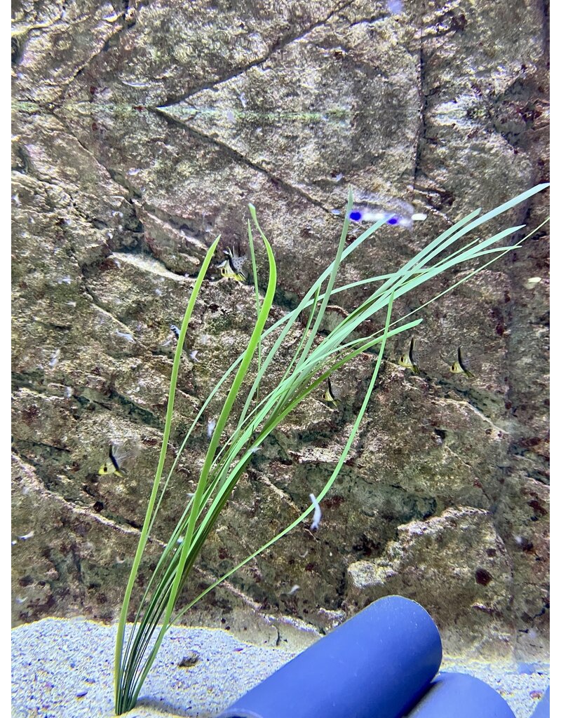 TMC TMC Seegras - Zostera sp. 5mmx67cm