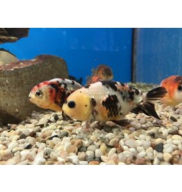 Büffelrücken - Carassius auratus "ranchu" Calico 10-12cm